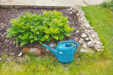 My hydrangea hell