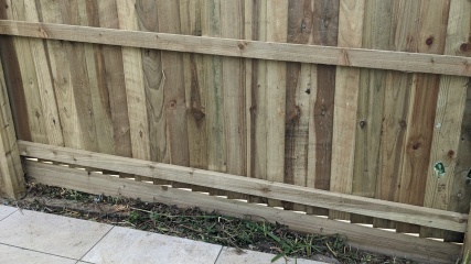 Tall, narrow plant to grow in planters to hide west-facing new fence