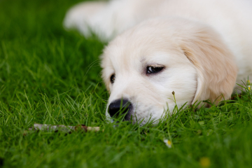 Puppy survival thread part 2