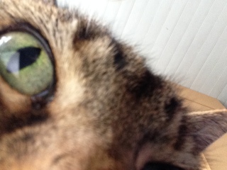 What's your pet doing right now?