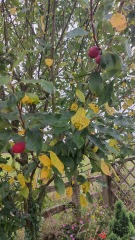 What's this tree?