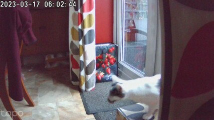 Can I stop cat bringing mice in?