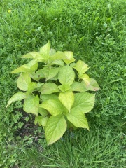 Hydrangea not flowering