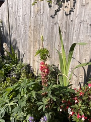 Mutant lupin - with pics!