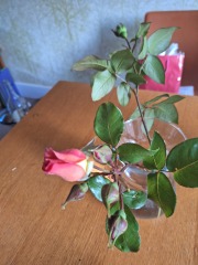 Wish me luck with these rose cuttings