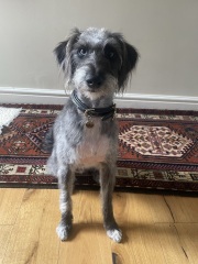 Wiggy advice please