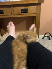 Further Adventures of the Excellent Cats