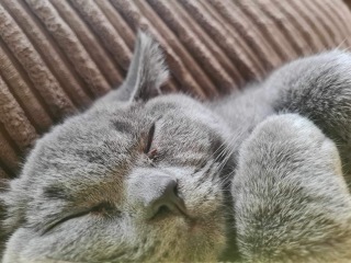 Posted a few days ago about my British Blue kitten, Quick update!