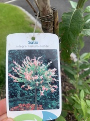 Why this plant done this