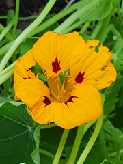 What have you done in the garden today? Part 3