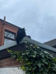 Will my cat be ok without food until tonight??