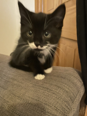 Further Adventures of the Excellent Cats
