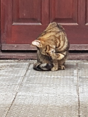 Thug cat part 5 - For he will not do destruction, if he is well-fed, neither will he spit without provocation.