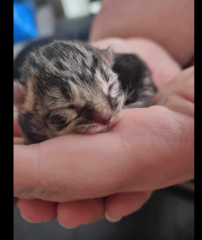 Rescue cat is suddenly very pregnant | UPDATE: we have kittens!