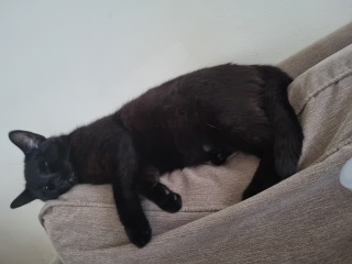 What's your pet doing right now?