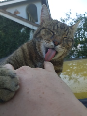 Thug cat part 5 - For he will not do destruction, if he is well-fed, neither will he spit without provocation.