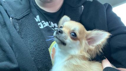 Anyone ever experienced obession when introducing a new puppy?