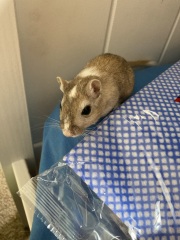 What's your pet doing right now?