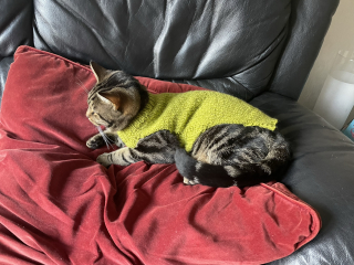 Further Adventures of the Excellent Cats