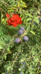 to think these sloes are ready to pick? Photos