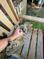 Thug cat part 5 - For he will not do destruction, if he is well-fed, neither will he spit without provocation.