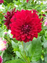What have you done in the garden today? Part 3