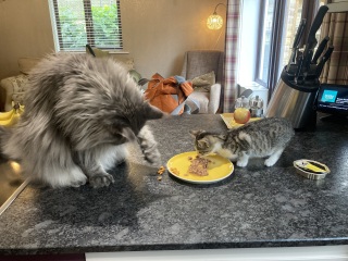 Further Adventures of the Excellent Cats