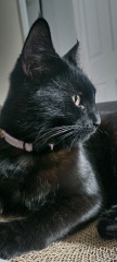 What breed is my kitten?