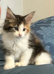 Does anyone want to help me name my new kitten?