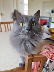 Further Adventures of the Excellent Cats