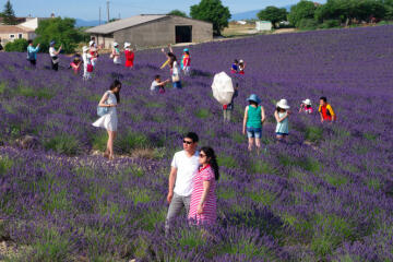 To wonder what the attraction is about lavender farms?