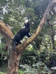 “Possible evidence of big cat in wild in new clearest picture”