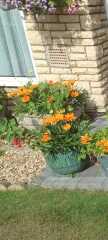Is someone please able to tell me what the orange flowers are called ?