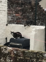 Neighbourhood cats?