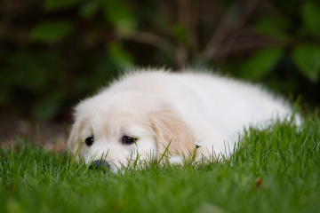 Puppy survival thread part 2