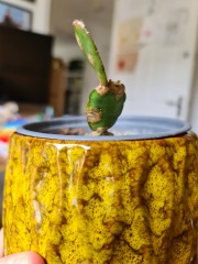 Christmas cactus: is this done for?