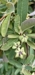 What's this tree?