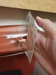 Look at this massive spider (pic warning)