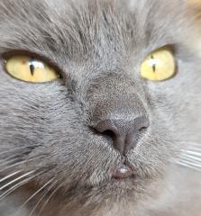 A Very Great Quantity Of Excellent Cats