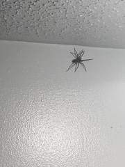 Can anyone identify this spider ***TW PHOTO***
