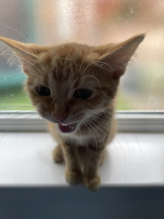 Further Adventures of the Excellent Cats
