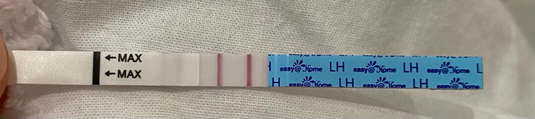 Positive OPK?