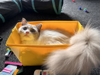 Ragdolls