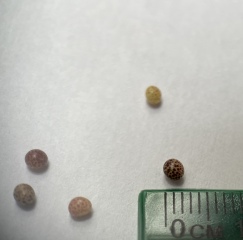 Are there eggs? Which animal?