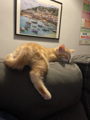 A Very Great Quantity Of Excellent Cats
