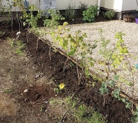 Bare root hedging - inspiration, tips, recommendations?