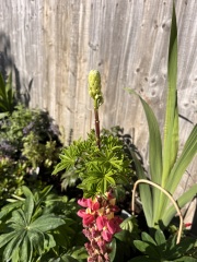 Mutant lupin - with pics!