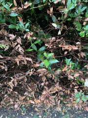 How can I save this hedge?