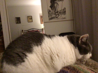 What's your pet doing right now?