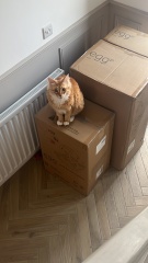 SMEP-ing our way to a BFP 🍁🍂🐿️🍂🍁 Part 2